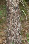 Bluejack oak